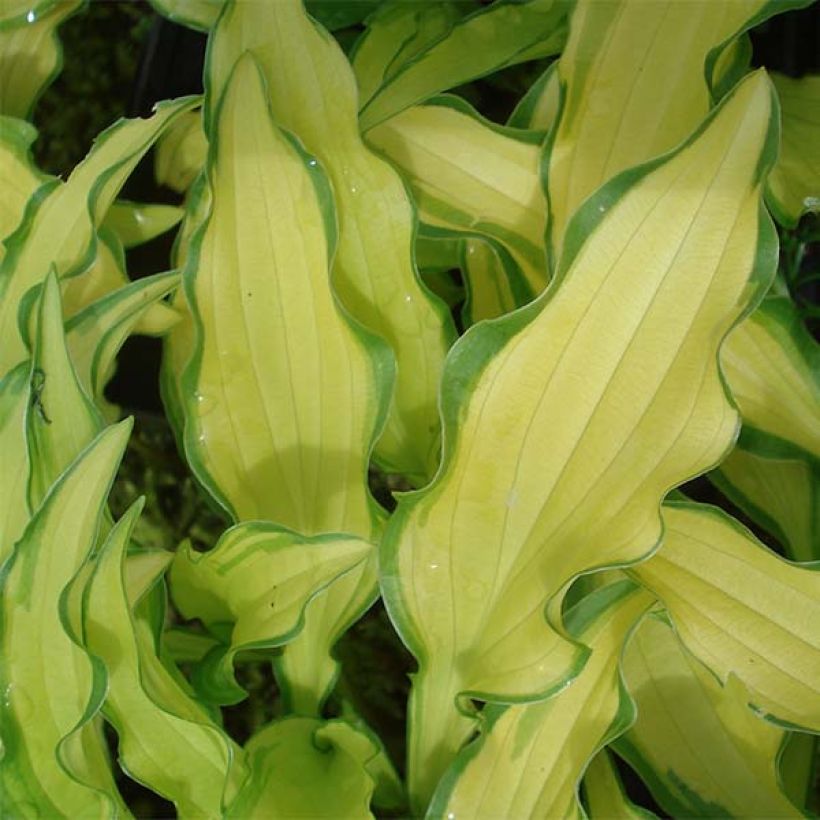 Hosta sieboldii Kabitan  (Feuillage)