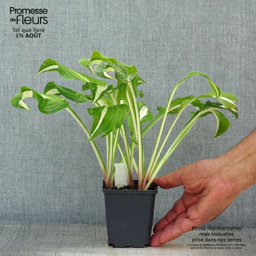 Spécimen de Hosta sieboldii Kabitan  Godet de 8/9 cm tel que livré en été