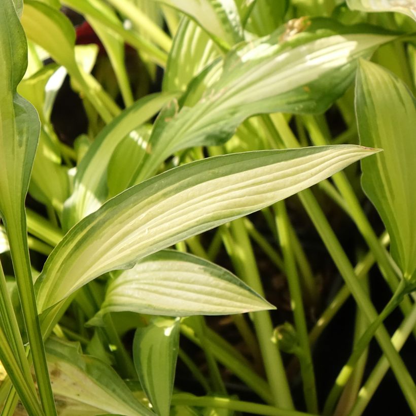 Hosta Sizzle (Feuillage)