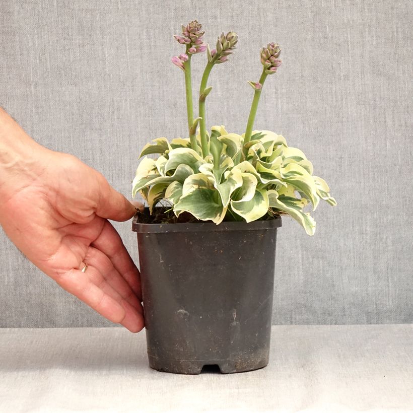 Spécimen de Hosta Smiling Mouse Pot de 1,5L/2L tel que livré en été