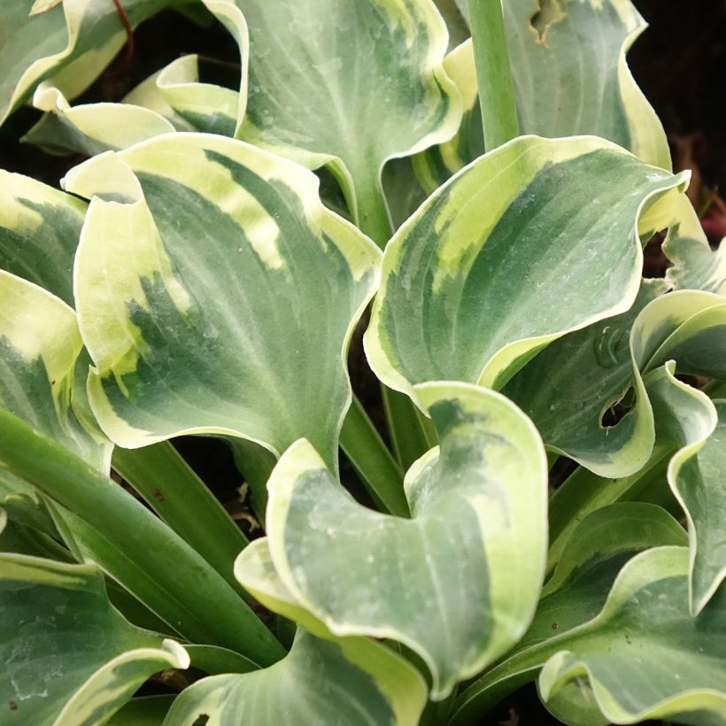 Hosta Smiling Mouse (Feuillage)