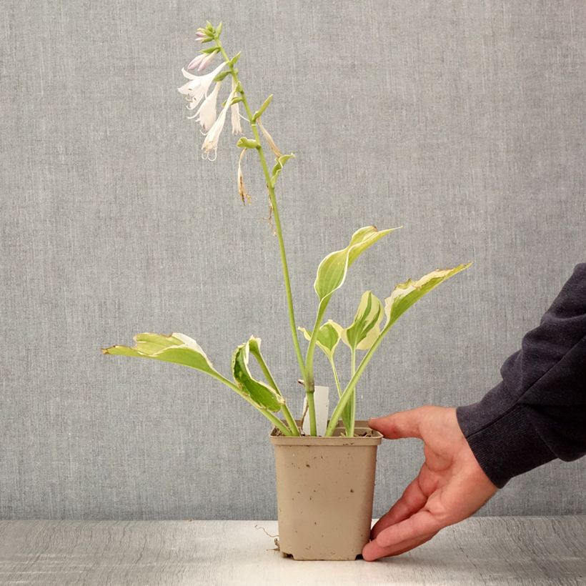 Spécimen de Hosta So Sweet Godet de 8/9 cm tel que livré en été