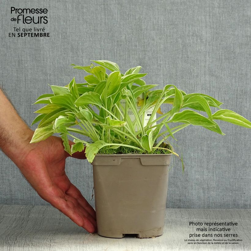 Spécimen de Hosta So Sweet Pot de 2L/3L tel que livré en été