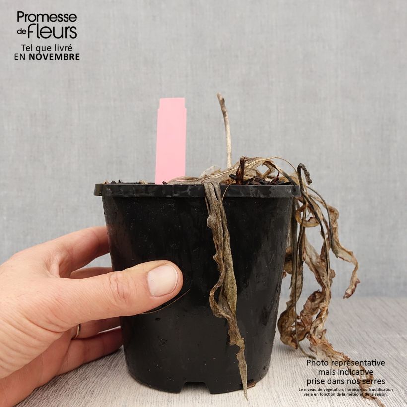 Spécimen de Hosta Spartacus Pot de 1,5L/2L tel que livré en automne