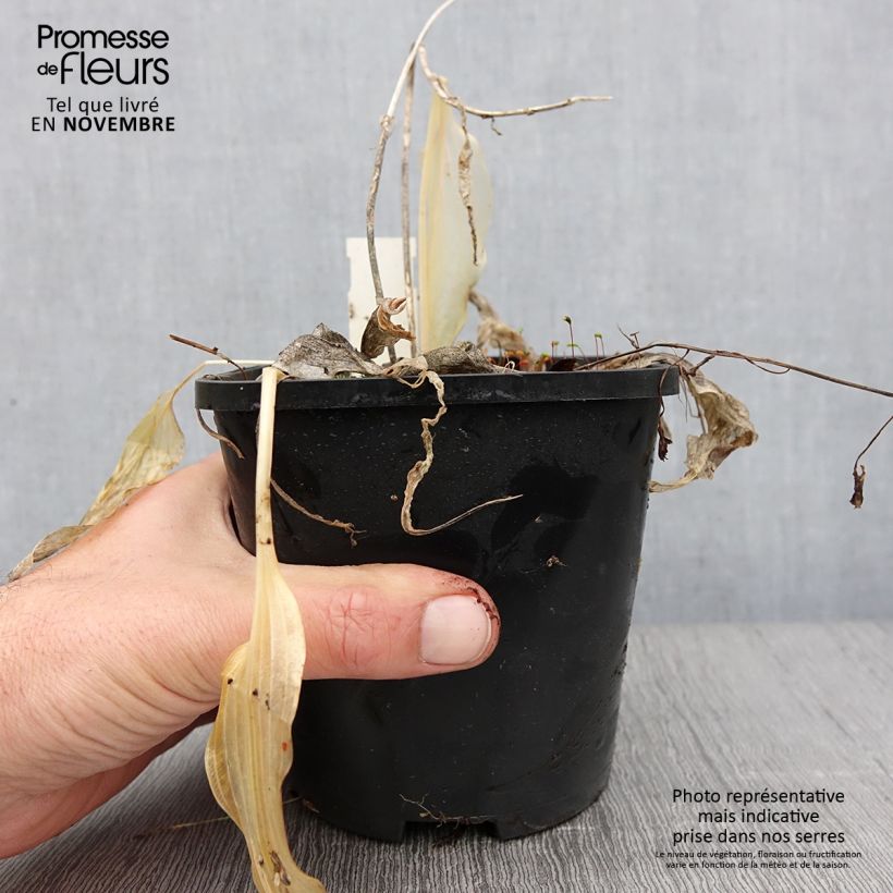Spécimen de Hosta Spritzer Pot de 1,5L/2L tel que livré en automne