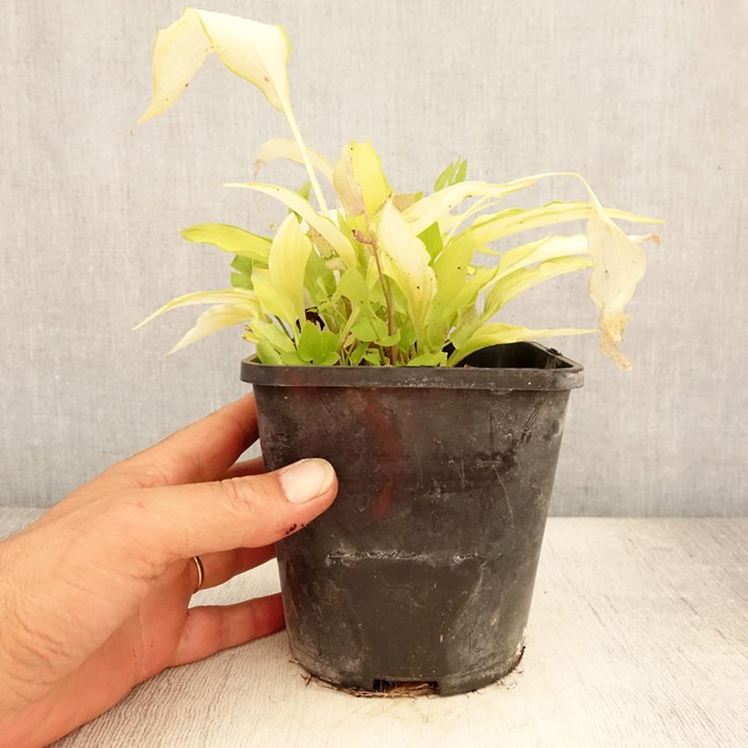 Spécimen de Hosta Spritzer Pot de 1,5L/2L tel que livré en été