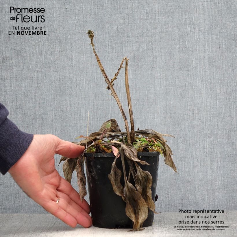 Spécimen de Hosta Stand by Me Pot de 1,5L/2L tel que livré en automne
