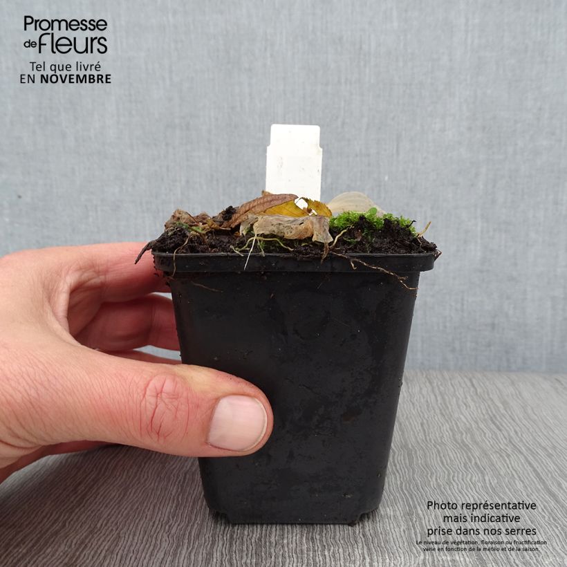 Spécimen de Hosta Striptease Godet de 8/9 cm tel que livré en automne