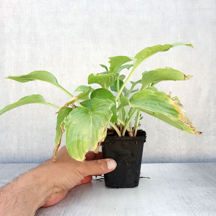 Spécimen de Hosta Striptease Godet de 8/9 cm tel que livré en été