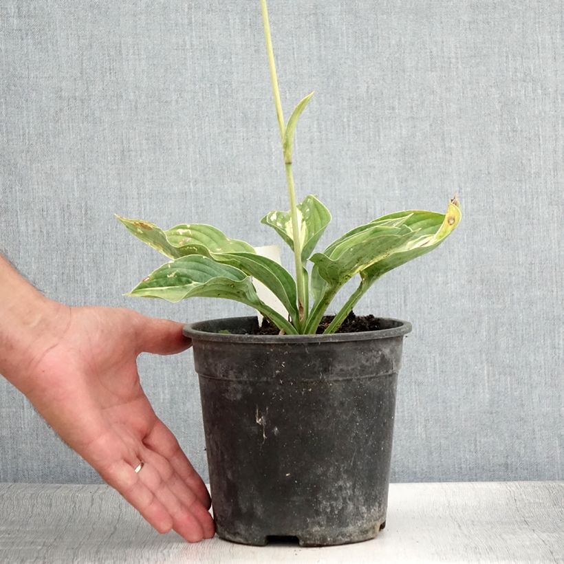 Spécimen de Hosta Striptease Pot de 2L/3L tel que livré en été