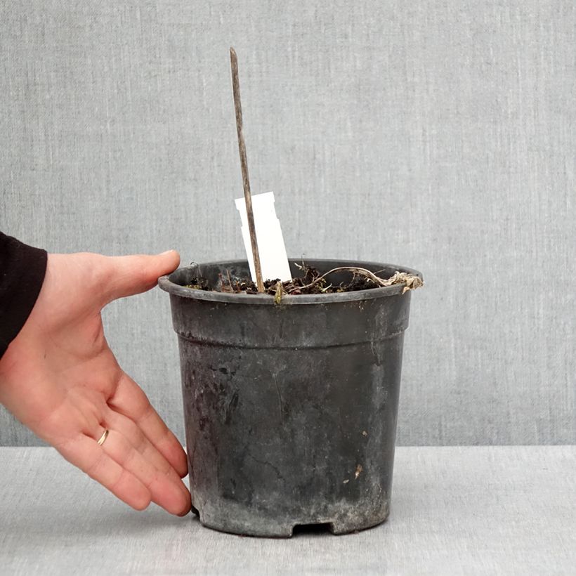 Spécimen de Hosta Striptease - Pot de 2L/3L tel que livré au printemps