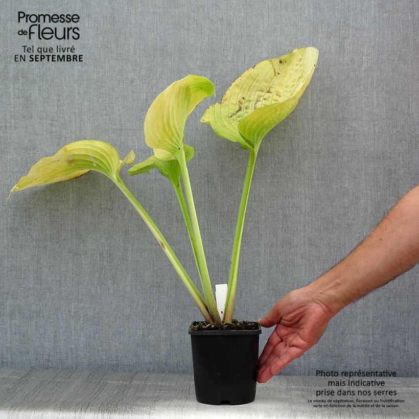 Spécimen de Hosta Sum and Substance Pot de 2L/3L tel que livré en été