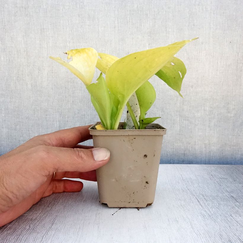 Spécimen de Hosta Summer Breeze Godet de 8/9 cm tel que livré en été