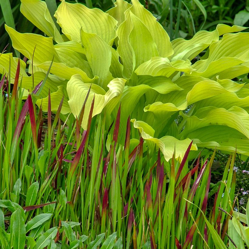 Hosta sun power (Port)