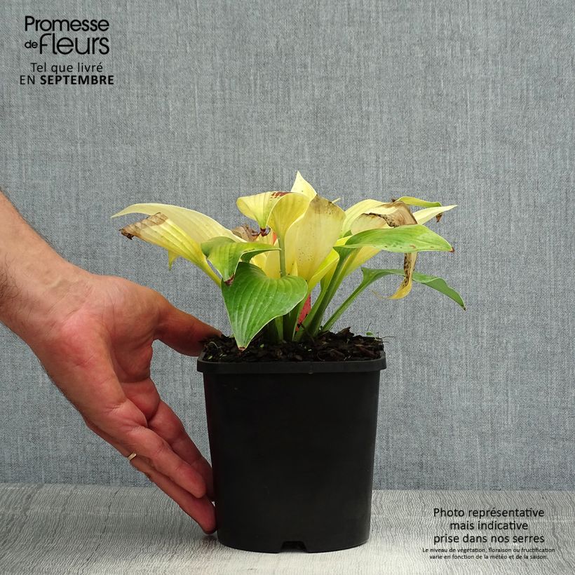 Spécimen de Hosta Sunny Halcyon Pot de 1,5L/2L tel que livré en été