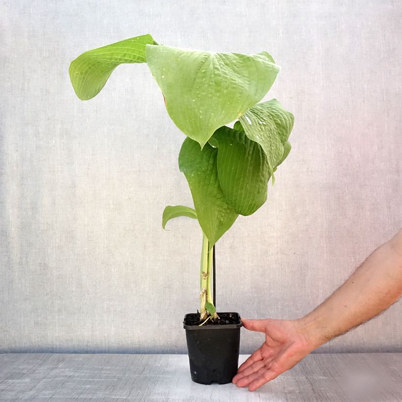 Spécimen de Hosta T Rex  Pot de 1,5L/2L tel que livré en été