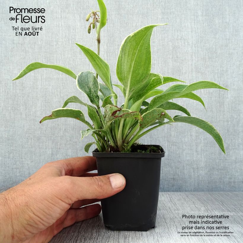 Spécimen de Hosta tardiana El Niño Godet de 8/9 cm tel que livré en été