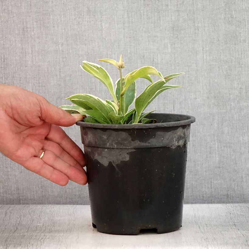 Spécimen de Hosta tardiana El Niño Pot de 2L/3L tel que livré en été