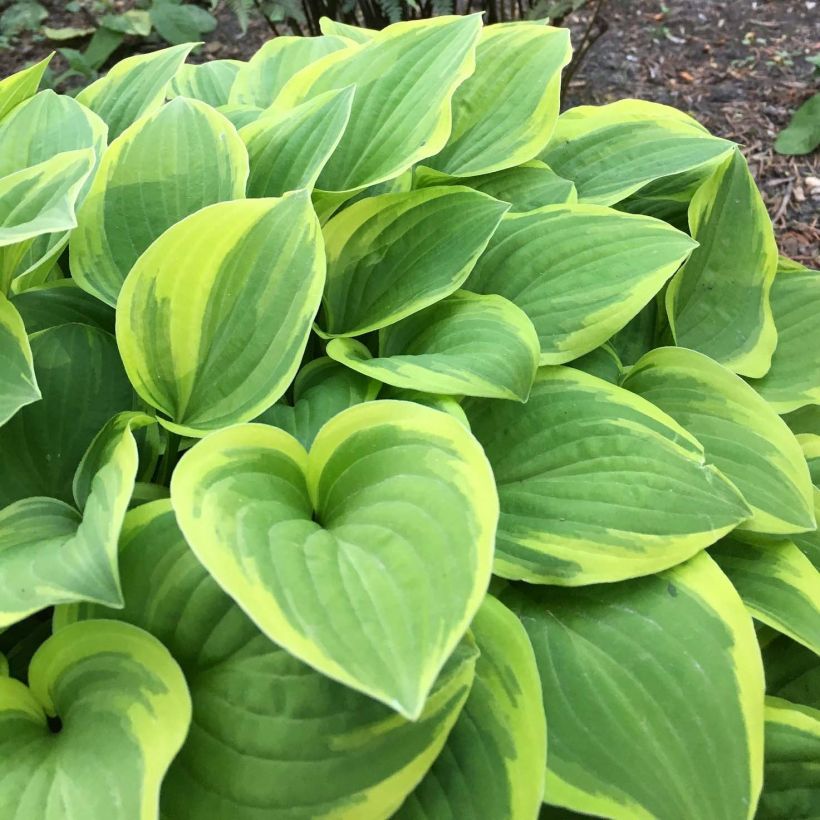 Hosta The King (Feuillage)