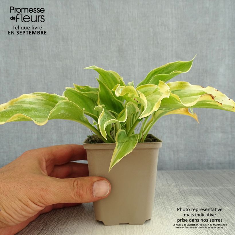 Spécimen de Hosta The King Godet de 8/9 cm tel que livré en été