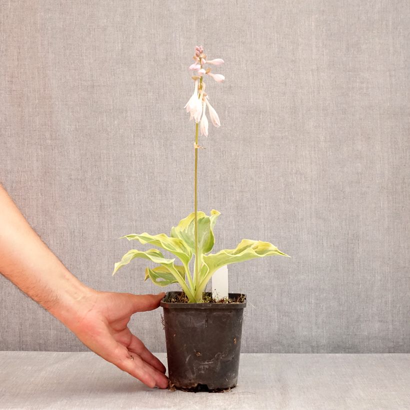 Spécimen de Hosta The King Pot de 1,5L/2L tel que livré en été