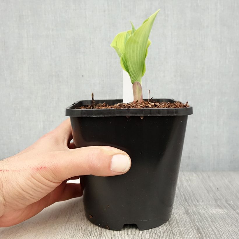 Spécimen de Hosta The King - Pot de 1,5L/2L tel que livré au printemps