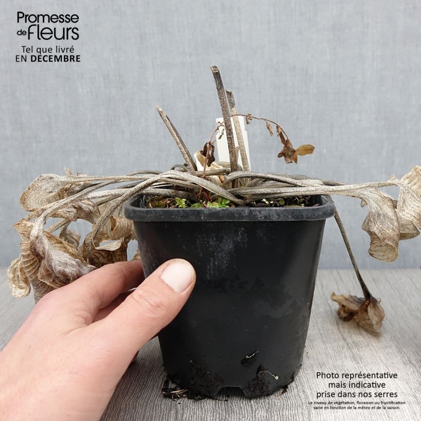 Spécimen de Hosta Touch Of Class Pot de 1,5L/2L tel que livré en automne
