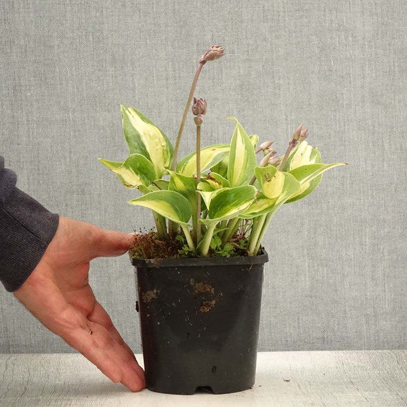 Spécimen de Hosta Touch Of Class Pot de 1,5L/2L tel que livré en été