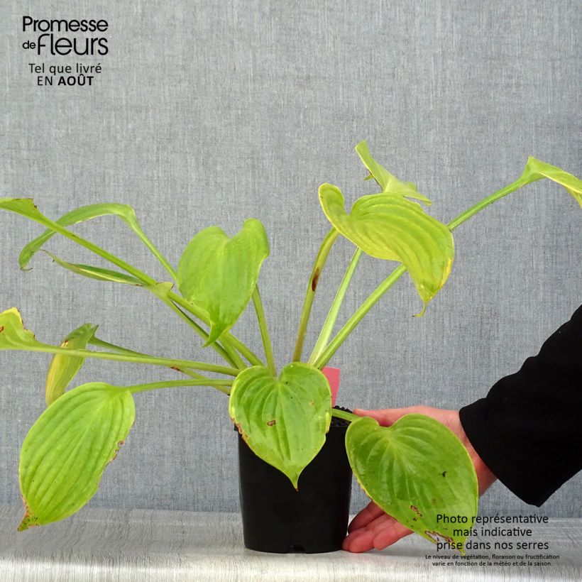Spécimen de Hosta UFO Pot de 1,5L/2L tel que livré en été