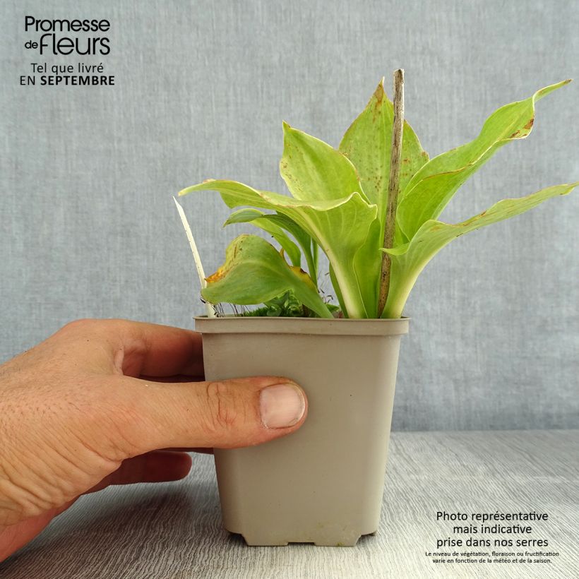 Spécimen de Hosta undulata Erromena Godet de 8/9 cm tel que livré en été