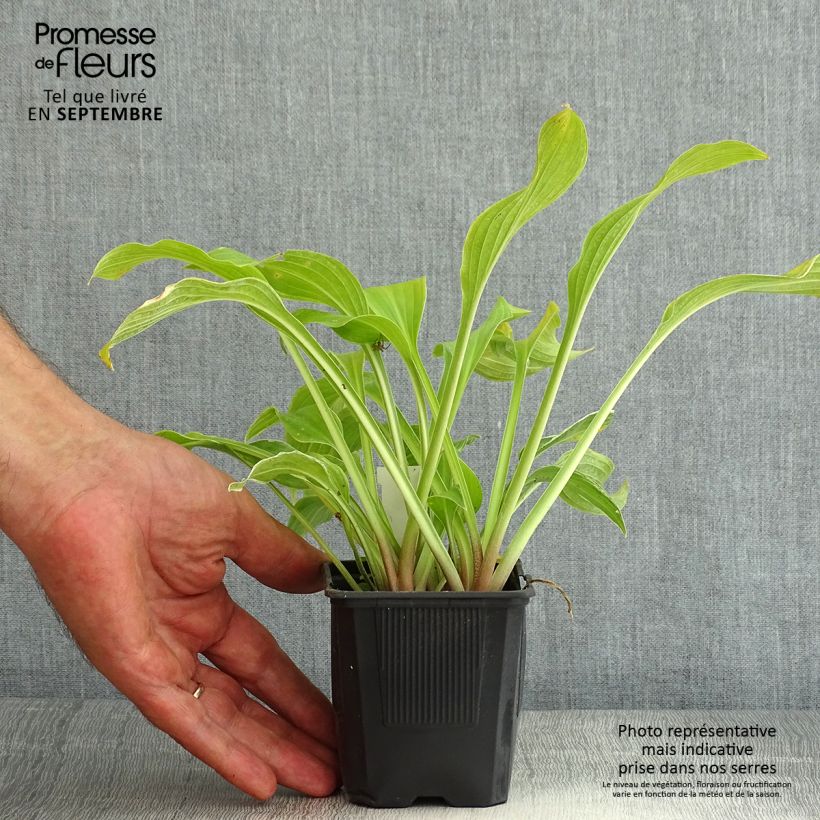 Spécimen de Hosta undulata var albomarginata Godet de 8/9 cm tel que livré en été