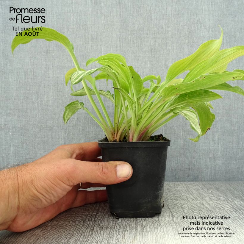 Spécimen de Hosta undulata var univittata Godet de 8/9 cm tel que livré en été