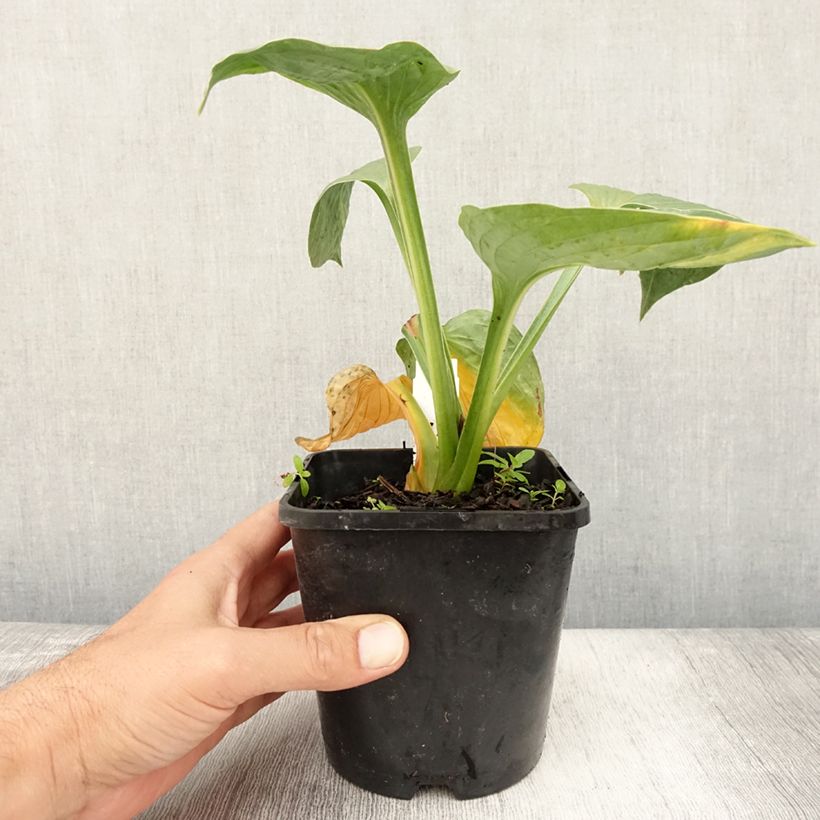 Spécimen de Hosta Victor Pot de 1,5L/2L tel que livré en été