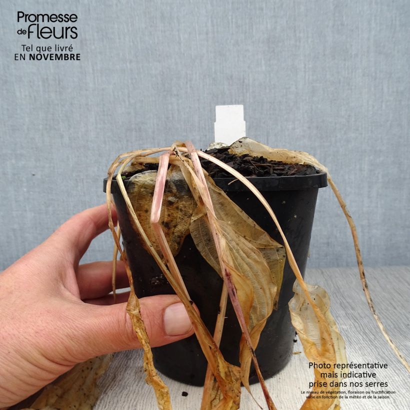 Spécimen de Hosta Volcano Island Pot de 1,5L/2L tel que livré en automne