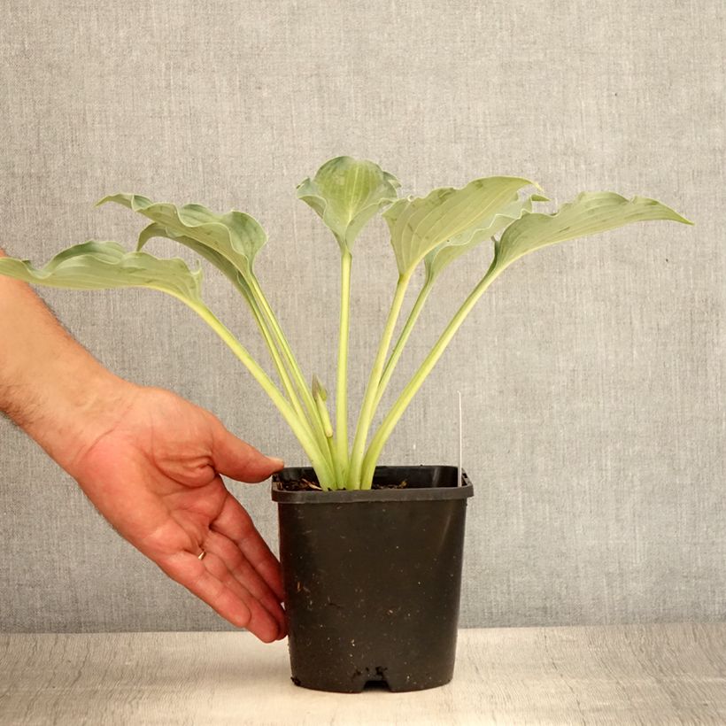 Spécimen de Hosta Waterslide Pot de 1,5L/2L tel que livré en été
