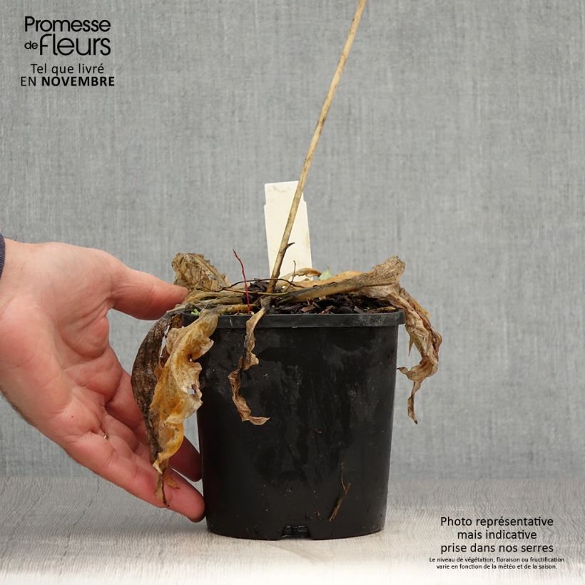 Spécimen de Hosta Wheee! Pot de 1,5L/2L tel que livré en automne