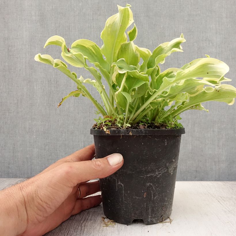 Spécimen de Hosta Wheee! Pot de 1,5L/2L tel que livré en été