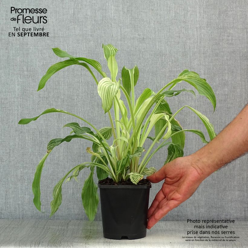 Spécimen de Hosta White Feather Pot de 1,5L/2L tel que livré en été
