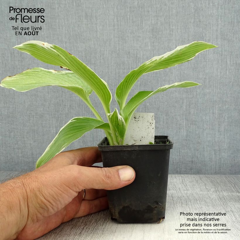 Spécimen de Hosta White On Godet de 8/9 cm tel que livré en été