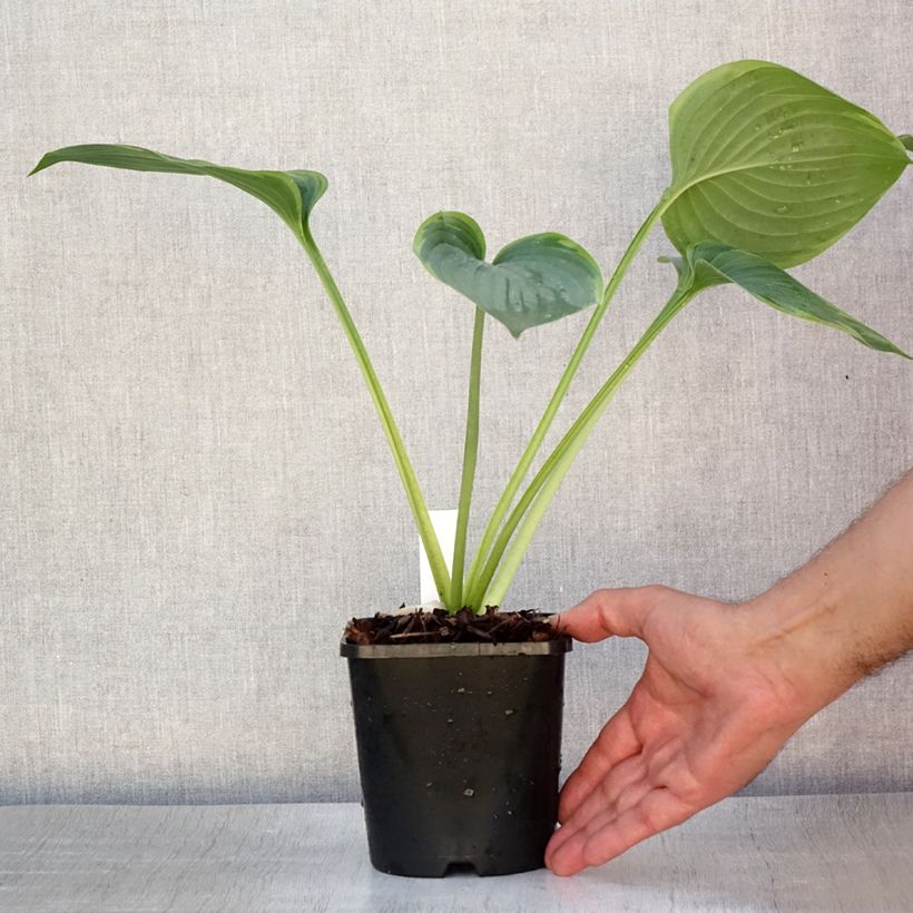 Spécimen de Hosta Wu-La-La Pot de 1,5L/2L tel que livré en été