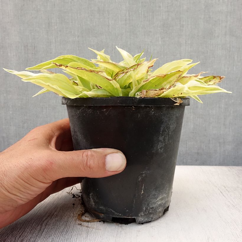 Spécimen de Hosta Yellow Polka Dot Bikini Pot de 1,5L/2L tel que livré en été