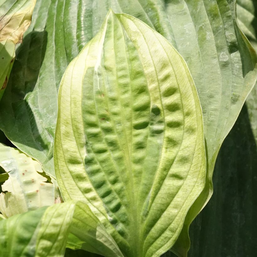 Hosta Yellow Polka Dot Bikini (Feuillage)