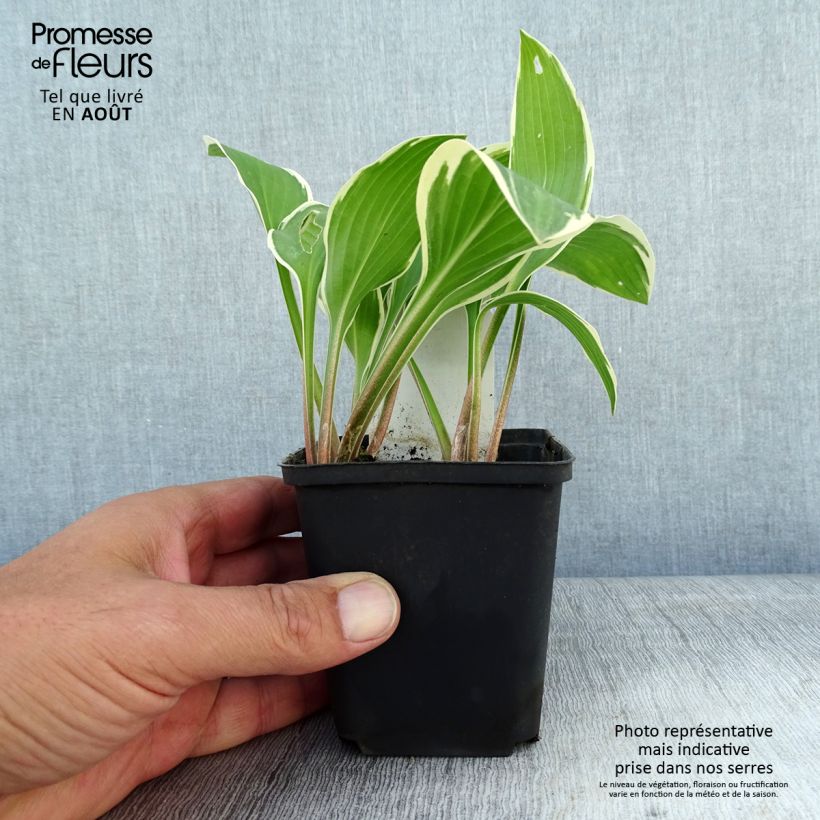Spécimen de Hosta yellow splash rim Godet de 8/9 cm tel que livré en été