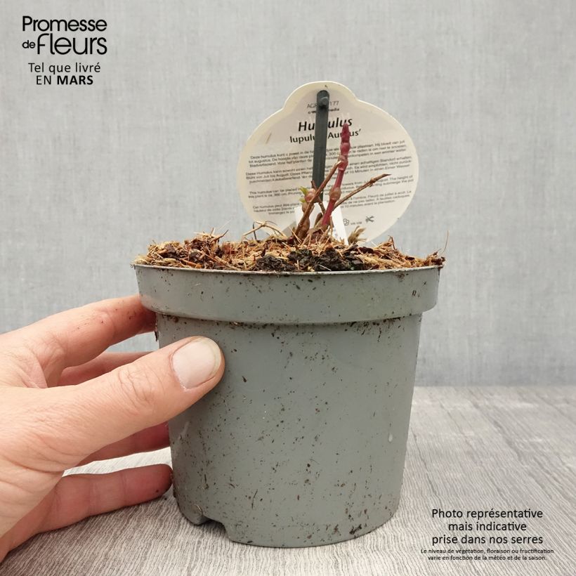 Spécimen de Houblon doré - Humulus lupulus Aureus en pot de 1.5/2L tel que livré au printemps