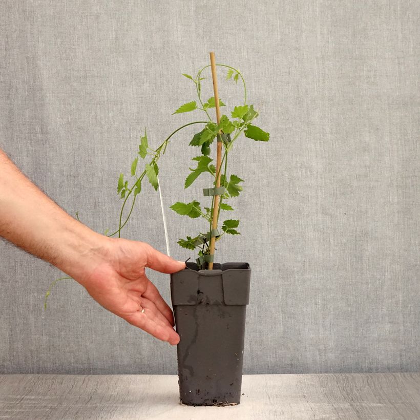 Spécimen de Houblon - Humulus lupulus Pot de 1,5L/2L tel que livré en été