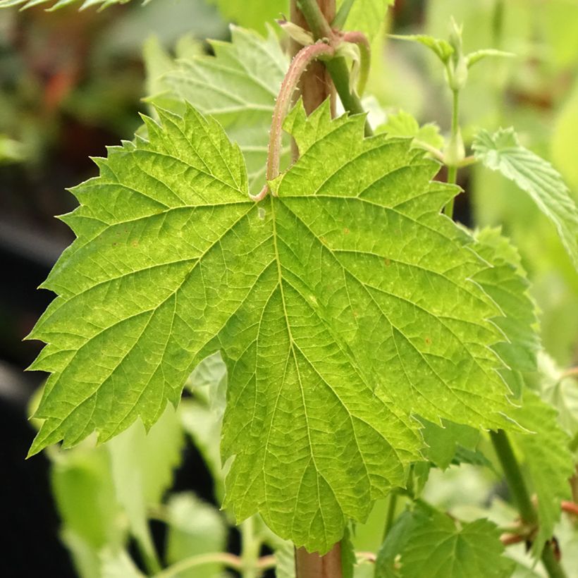 Houblon - Humulus lupulus Hallertauer Tradition (Feuillage)