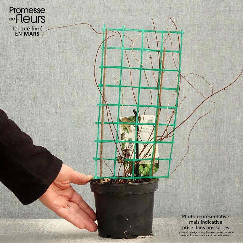 Spécimen de Houblon - Humulus lupulus Hersbrucker - Pot de 1,5L/2L tel que livré au printemps