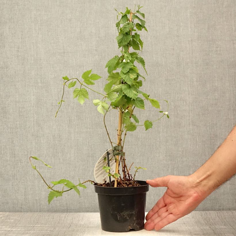 Spécimen de Houblon - Humulus lupulus Prima Donna Pot de 1,5L/2L tel que livré en été
