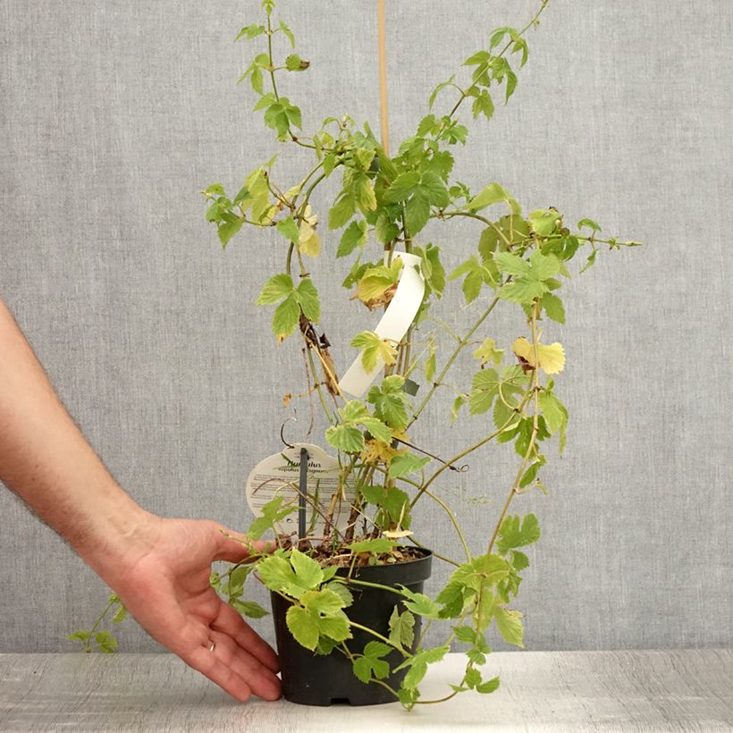 Spécimen de Houblon vert - Humulus lupulus Magnum Pot de 2L/3L tel que livré en été