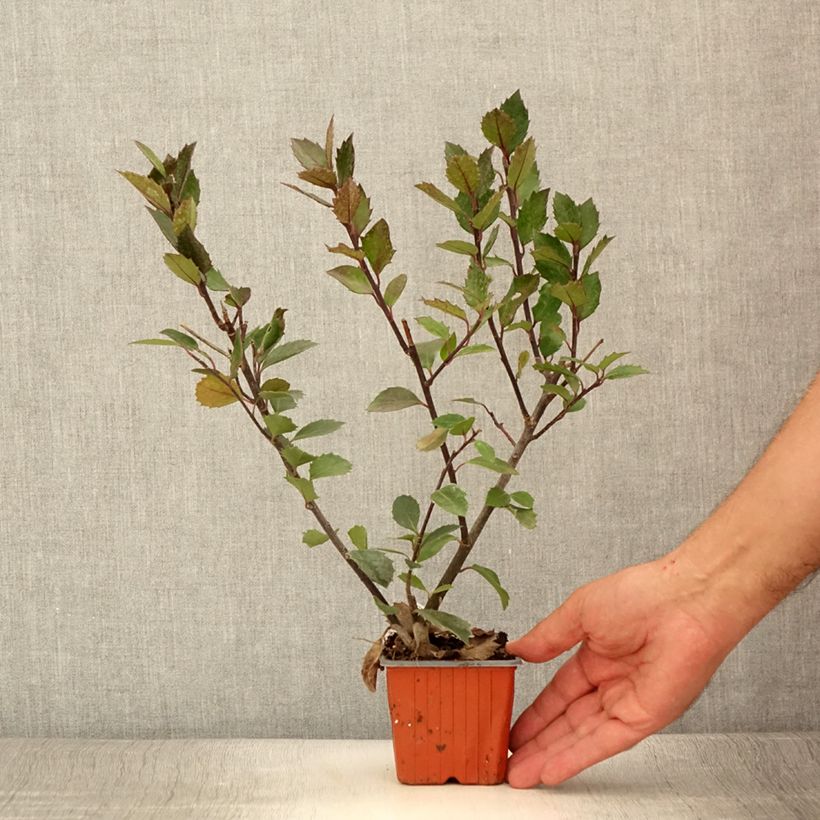 Spécimen de Houx américain mâle - Ilex meserveae Heckenblau Godet de 8/9 cm tel que livré en été